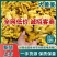 山东大黄姜(水洗姜/风干姜)供市场~出口~电商/全国发货