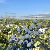 云南花香蓝莓当季鲜果果粉厚甜度高微商电商**
