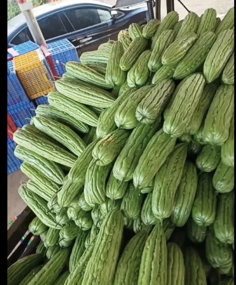 广东靓货苦瓜，一手货源，产地直销苦瓜新鲜苦瓜货源充足