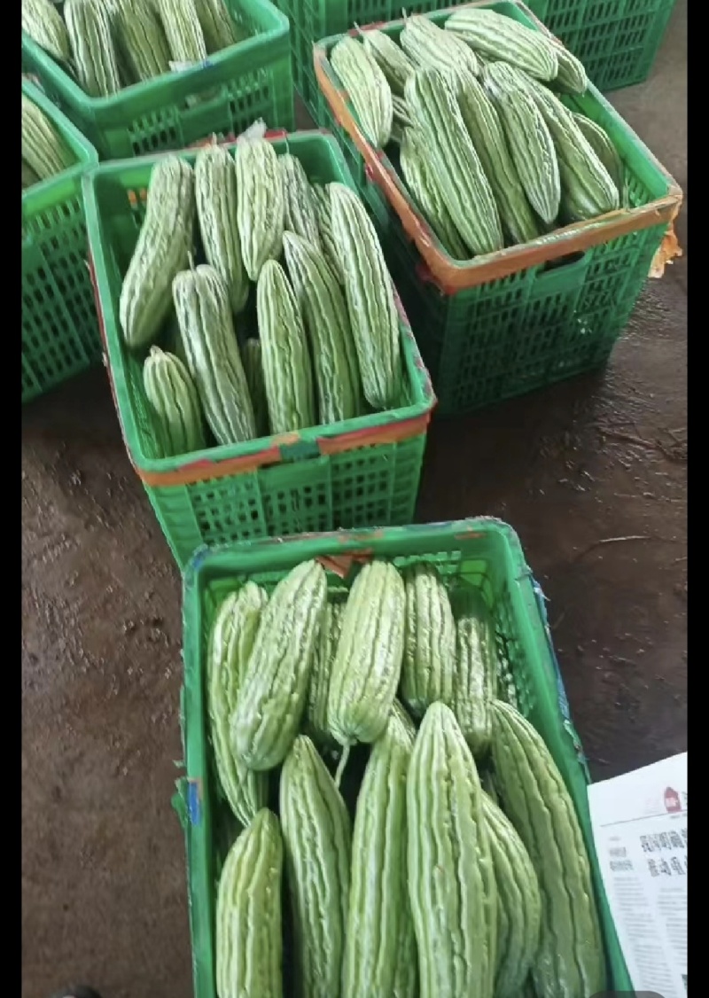 广东靓货苦瓜，一手货源，产地直销苦瓜新鲜苦瓜货源充足