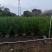 大红花（朱瑾）20-200，基地直销，价钱优惠