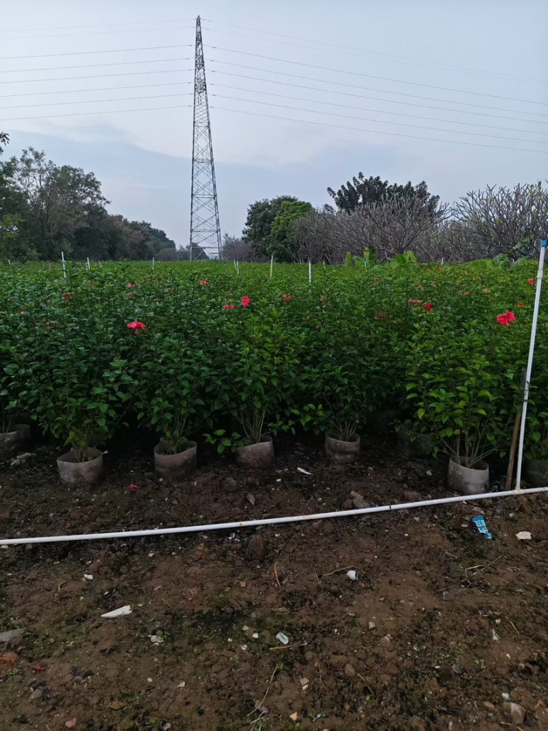 大红花（朱瑾）20-200，基地直销，价钱优惠