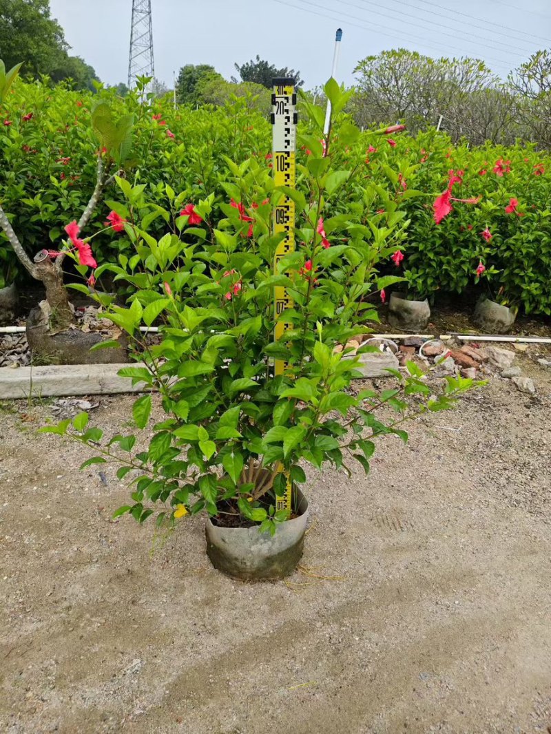 大红花（朱瑾）20-200，基地直销，价钱优惠