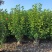 大红花（朱瑾）20-200，基地直销，价钱优惠