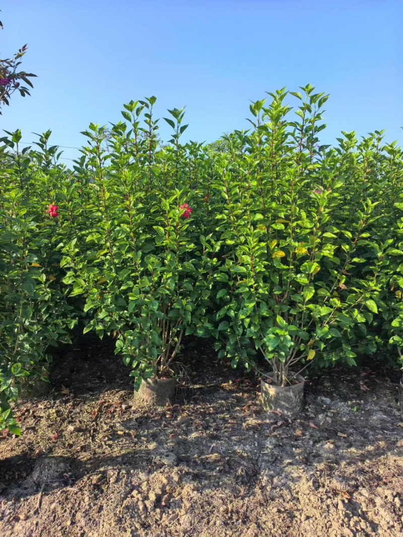 大红花（朱瑾）20-200，基地直销，价钱优惠