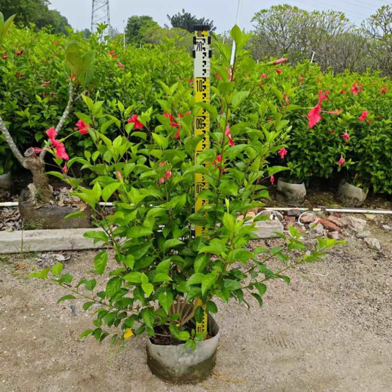 大红花（朱瑾）20-200，基地直销，价钱优惠