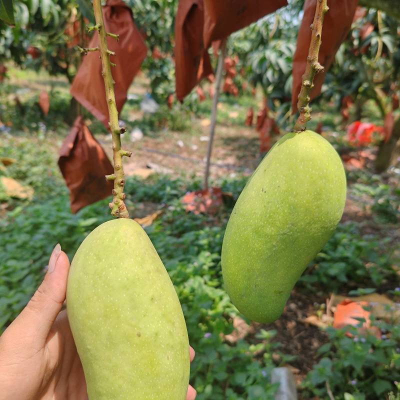1.现摘金黄芒果，新鲜直达