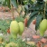 1.现摘金黄芒果，新鲜直达