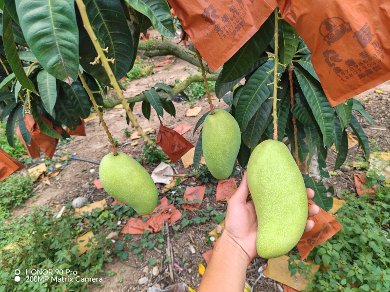 1.现摘金黄芒果，新鲜直达