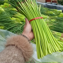山东红帽蒜苔（薹）产地现摘质量保证可代发货长度30左右