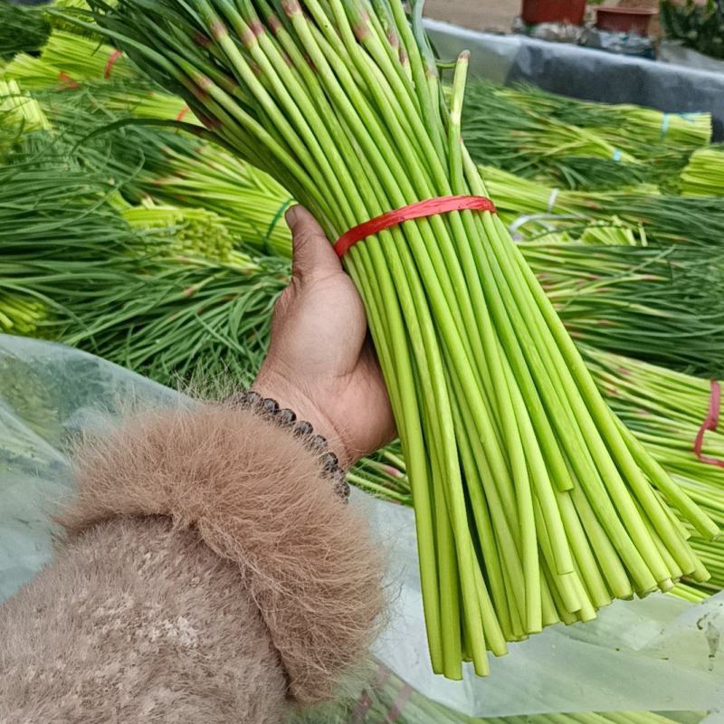 山东红帽蒜苔（薹）产地现摘质量保证可代发货长度30左右