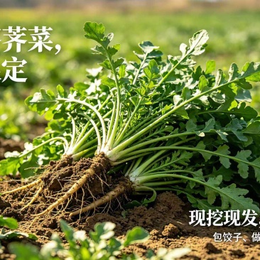 新鲜荠荠菜，春日限定