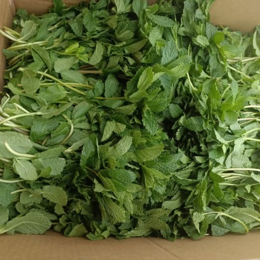 新鲜（留兰香）薄荷叶
