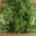 新鲜（留兰香）薄荷叶