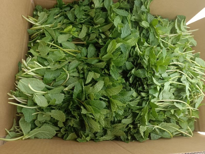 新鲜（留兰香）薄荷叶
