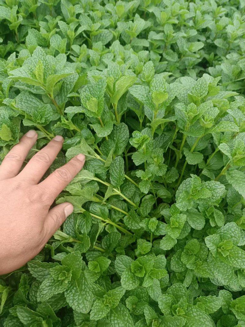 新鲜（留兰香）薄荷叶