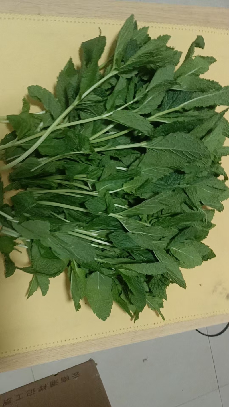 新鲜（留兰香）薄荷叶