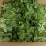 新鲜（留兰香）薄荷叶