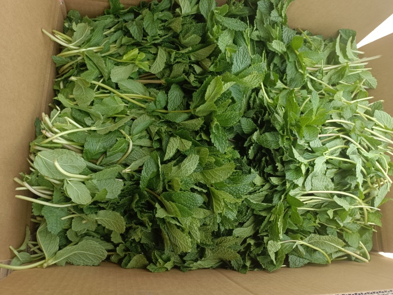 新鲜（留兰香）薄荷叶