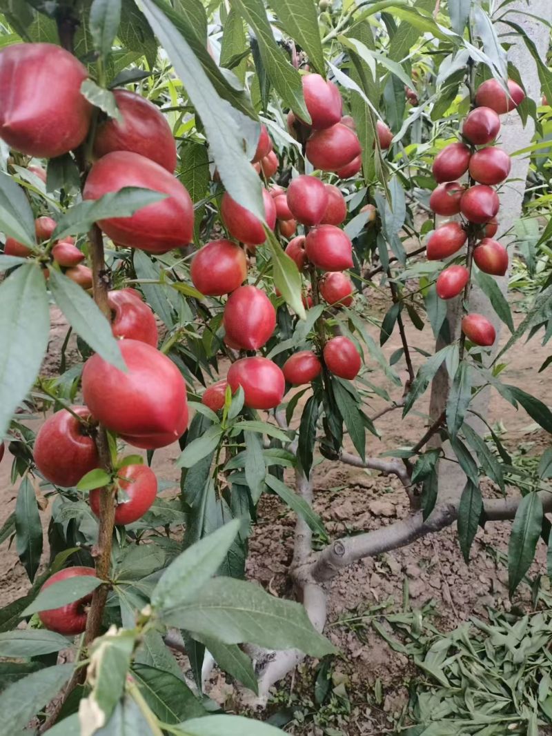 大棚油桃上市中，品质优，价格美丽，让全国客户上架无忧