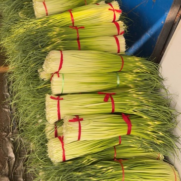 徐州沛县精品白帽蒜苔