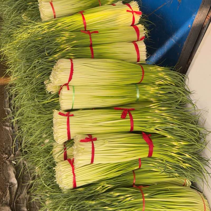 徐州沛县精品白帽蒜苔