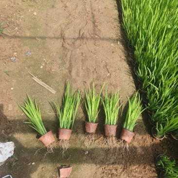 黄菖蒲