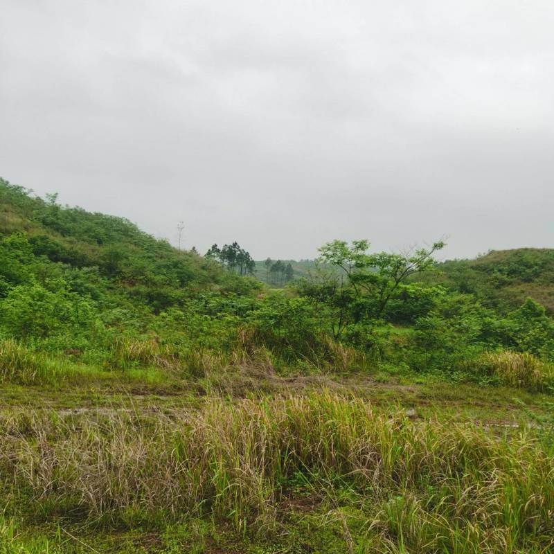 湖南衡阳三千亩山地出租流转