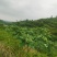 湖南衡阳三千亩山地出租流转