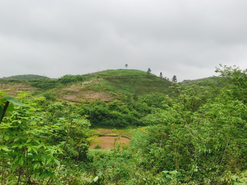 湖南衡阳三千亩山地出租流转