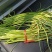 红苔蒜苔