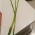 红苔蒜苔