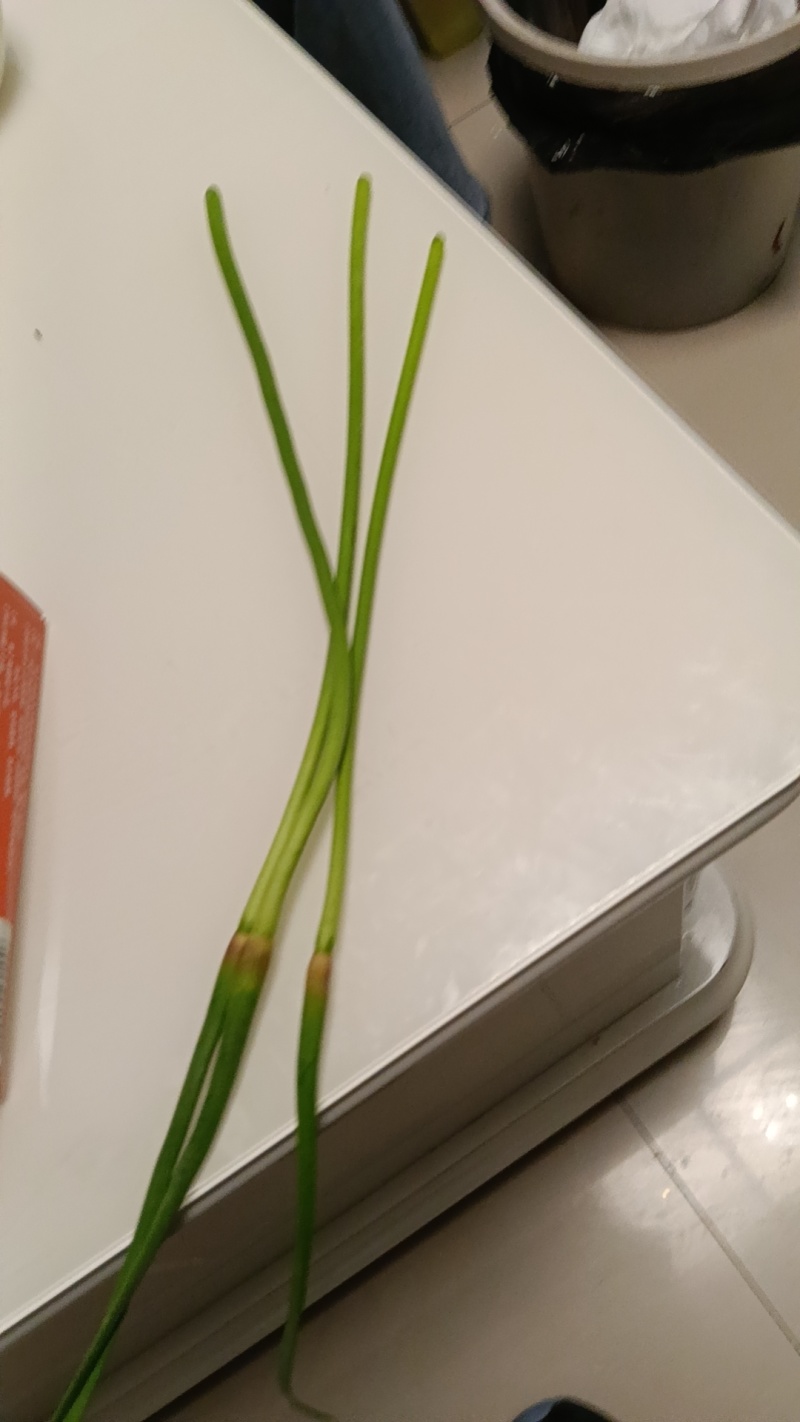 红苔蒜苔