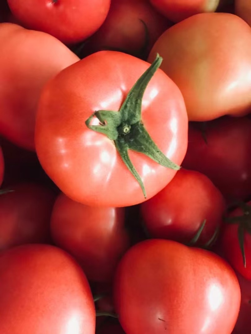 番茄🍅