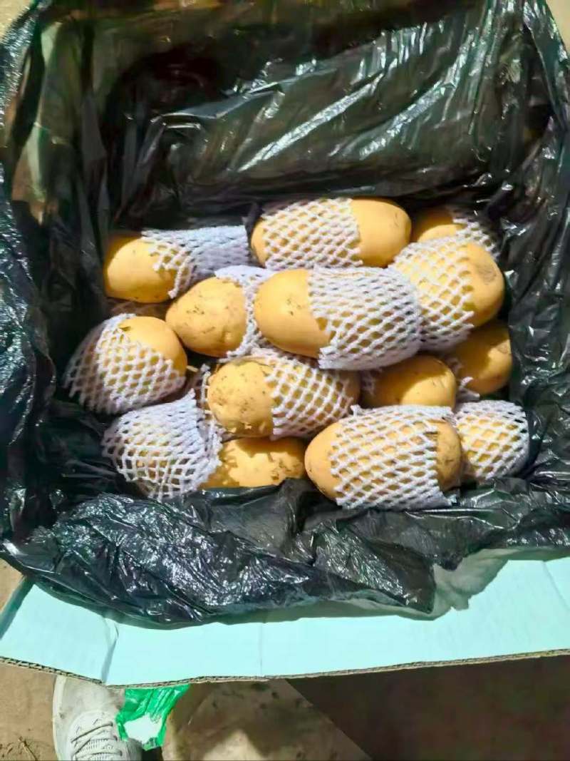 三优精品土豆
