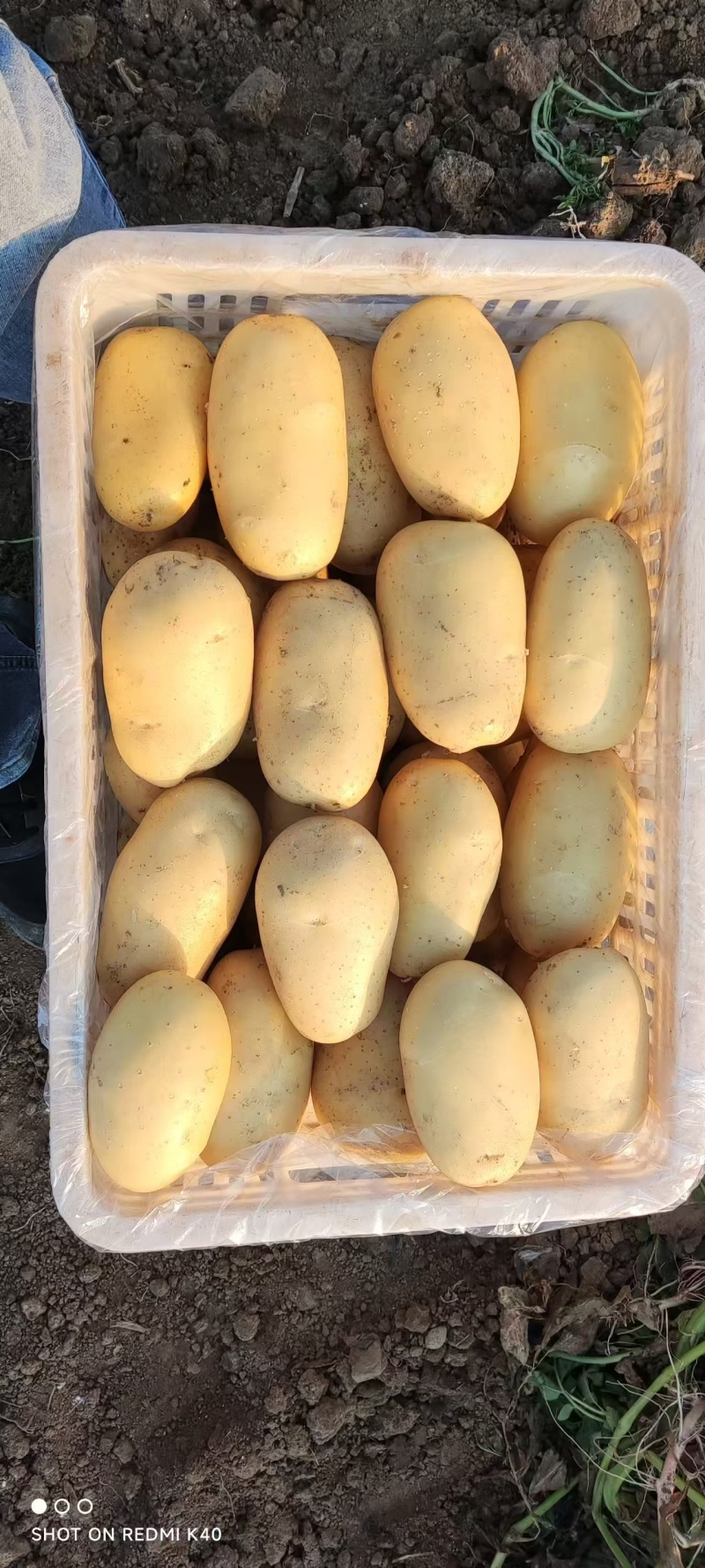 三优精品土豆
