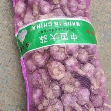 鲜大蒜