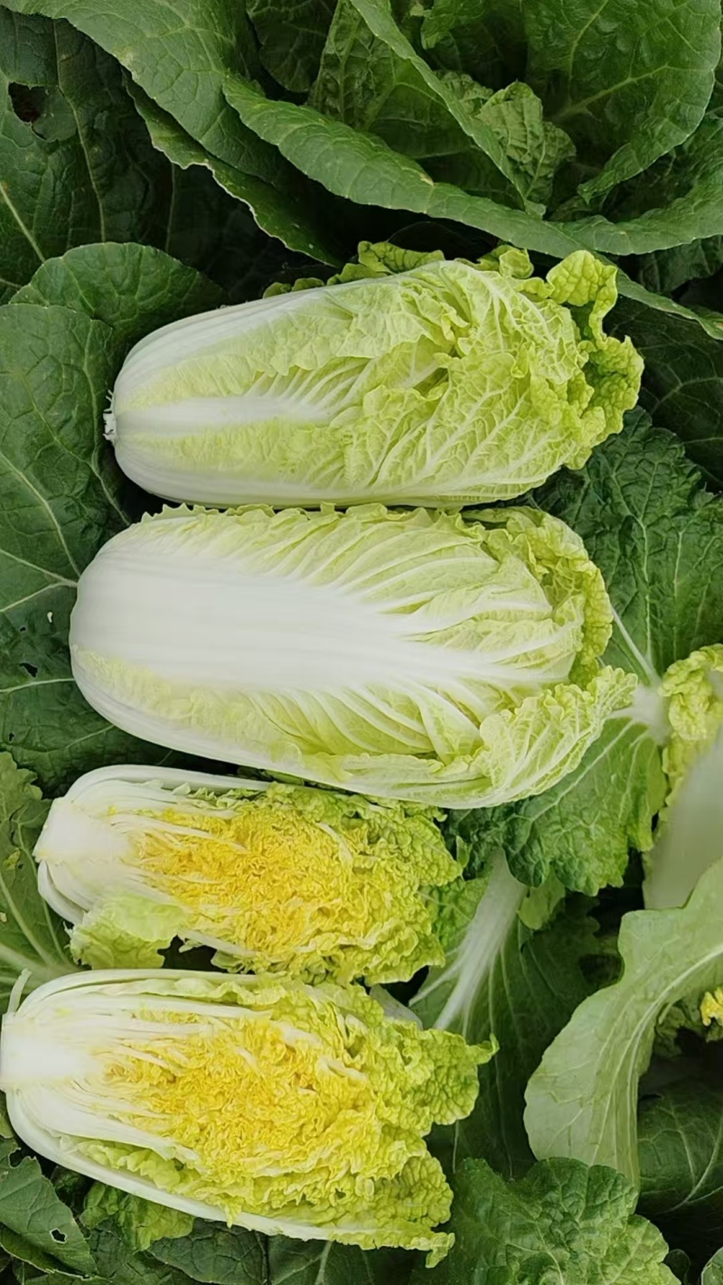 精品露天娃娃菜，没有任何农残，支持精包装