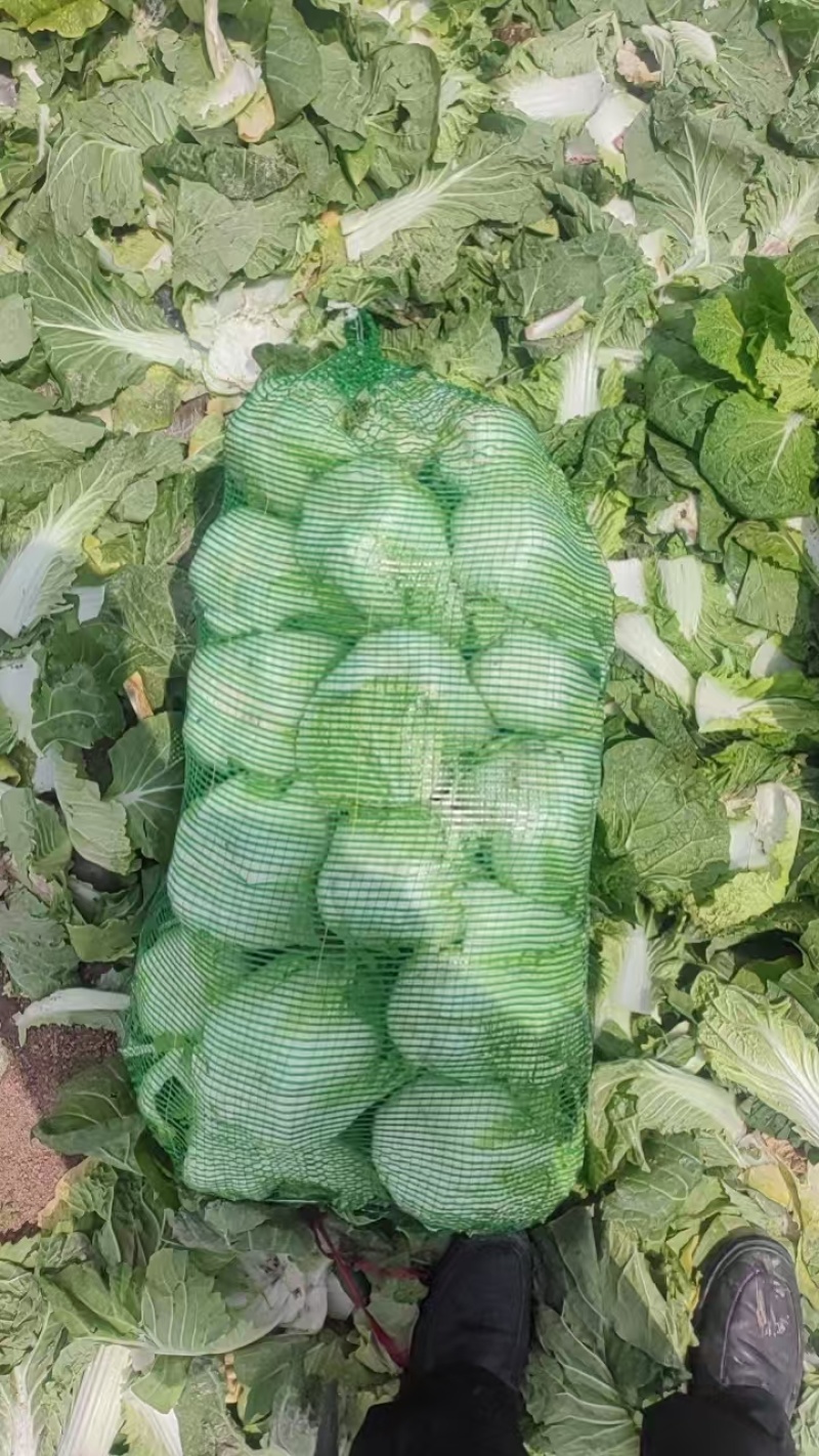 精品露天娃娃菜，没有任何农残，支持精包装