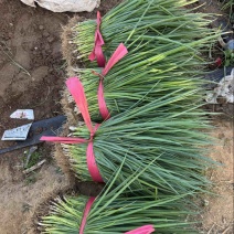 葱秧葱苗基地大量供应全国发货质量漂亮黑刚葱