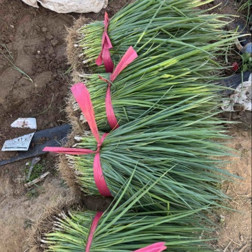 葱秧葱苗基地大量供应全国发货质量漂亮黑刚葱