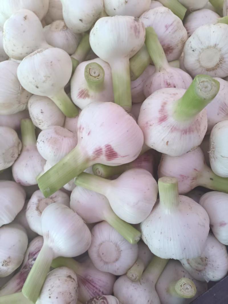 鲜大蒜