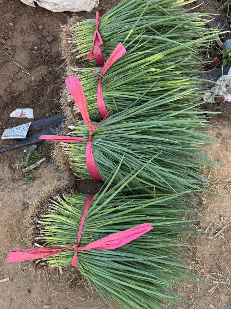 葱秧葱苗基地大量供应全国发货质量漂亮黑刚葱