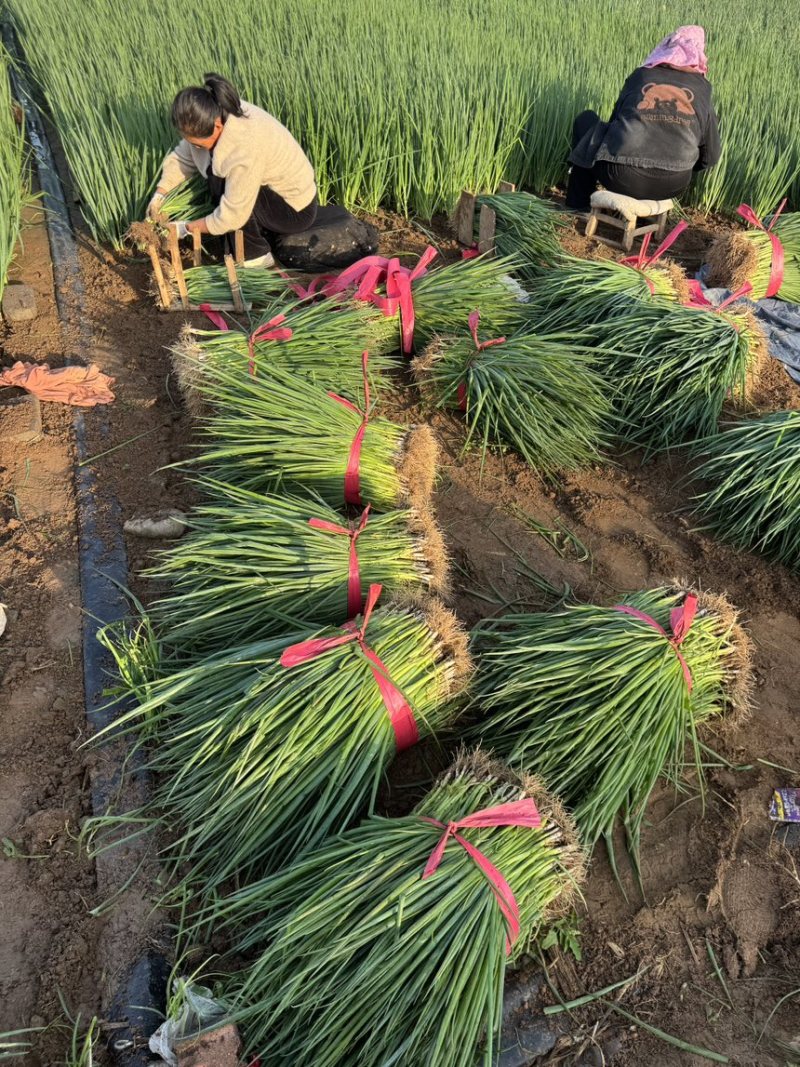 葱秧葱苗基地大量供应全国发货质量漂亮黑刚葱