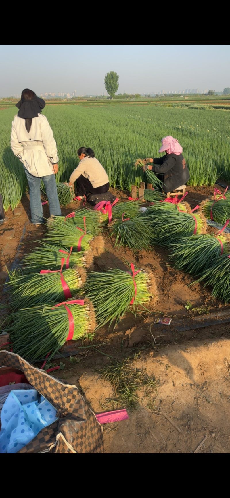 葱秧葱苗基地大量供应全国发货质量漂亮黑刚葱