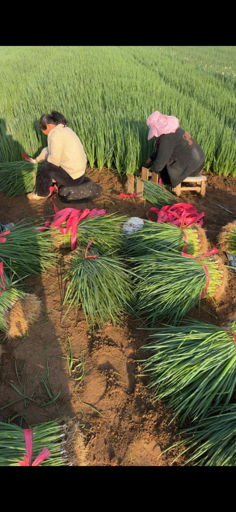 葱秧葱苗基地大量供应全国发货质量漂亮黑刚葱
