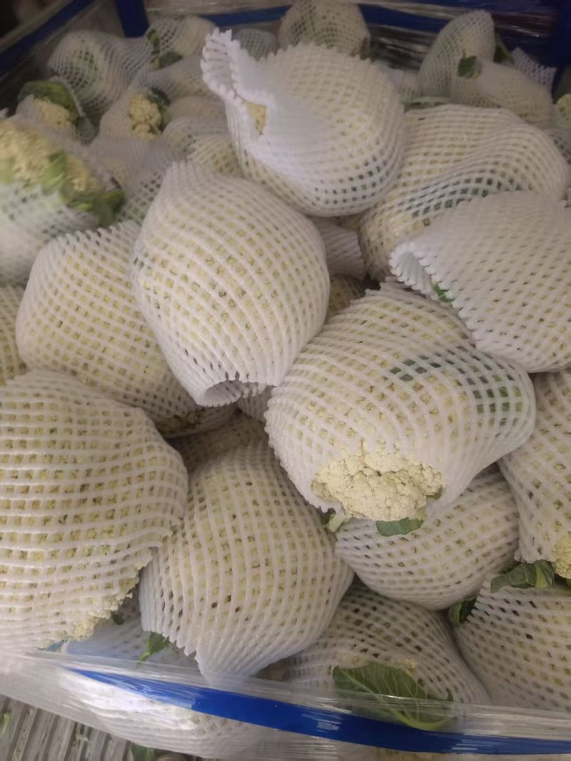 松花菜开封通许有机花菜源头基地对接全国市场电商