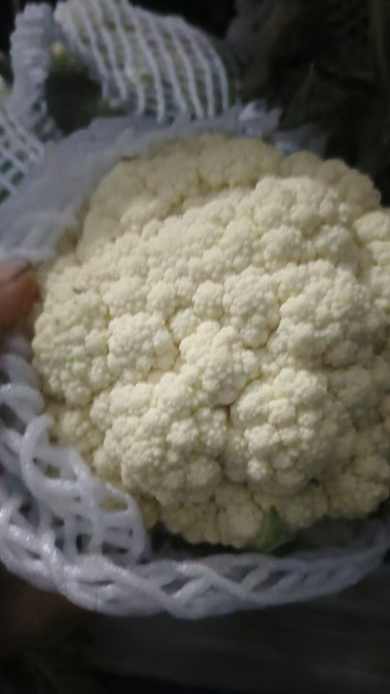 松花菜开封通许有机花菜源头基地对接全国市场电商