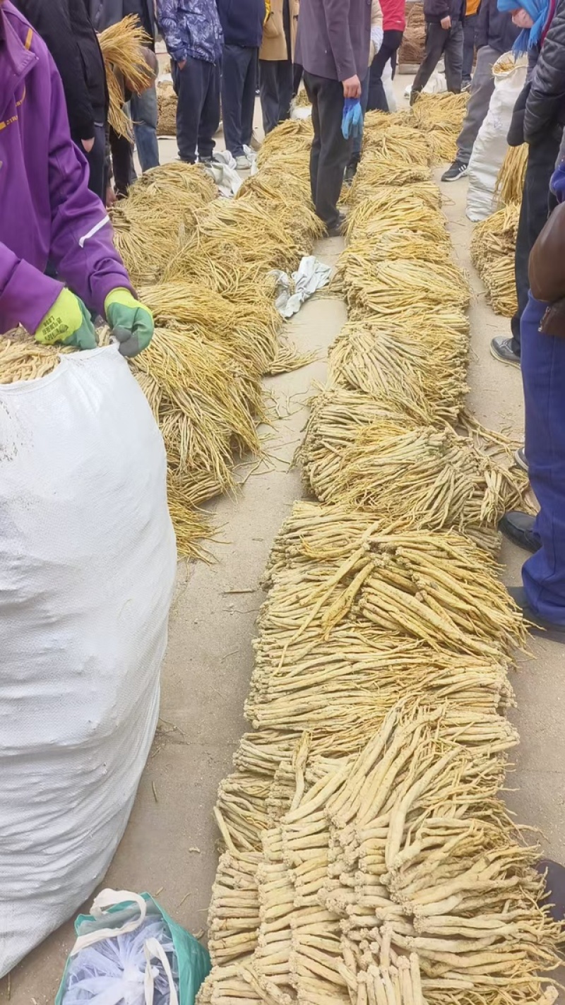 甘肃省定西市白条党参，多种规格录制现场采购代办价格批发低