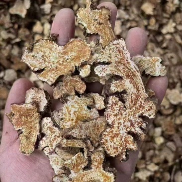 苍术关苍术朱砂点苍术含量高炒苍术无硫熏农副产品